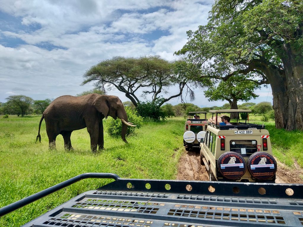 Jongerenreizen Tanzania olifant